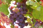 Maple Creek Valley Wine CA